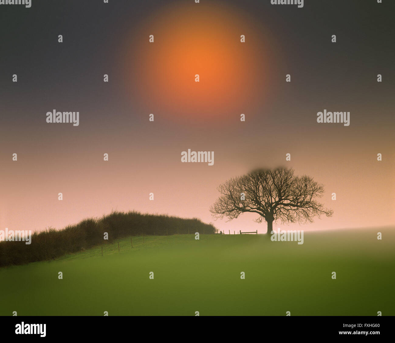 GB - BEDFORDSHIRE: Baum mit Sonne in der Nähe von Woburn Stockfoto