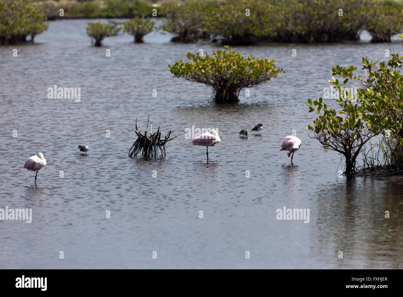 Watvögel, einschließlich die rosige Löffler auf Merritt Island National Wildlife Refuge, Titusville, Florida,U.S.A. Stockfoto