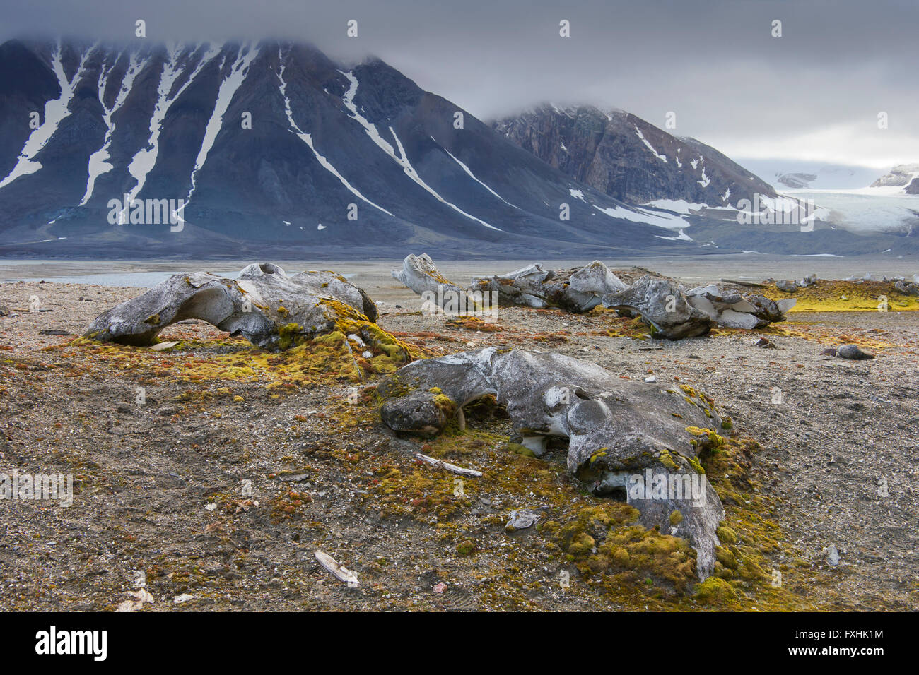 Weggeworfene Knochen der Grönlandwal (Balaena Mysticetus) in arktischen Landschaft an der Gashamna Bucht, Hornsund, Svalbard / Spitzbergen Stockfoto