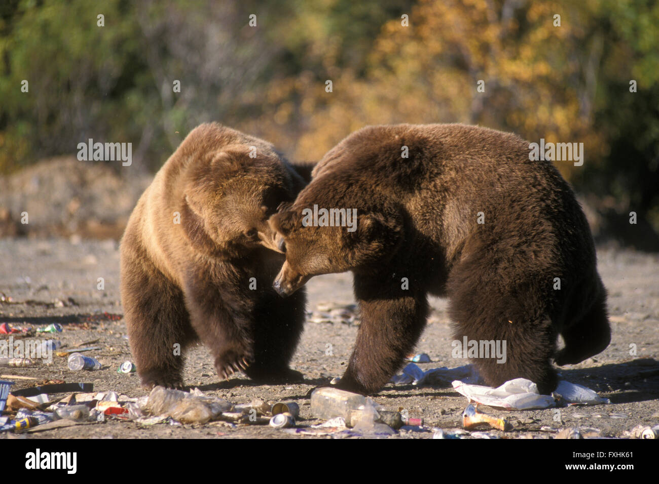 Zwei Kodiak Braunbären (Ursus Arctos Middendorffi) kämpfen an der Müllkippe in Larsen Bay, Kodiak Insel, Alaska, USA Stockfoto