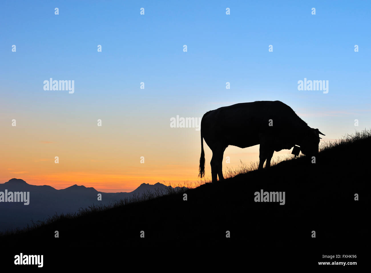 Inländische Kuh (Bos Taurus) mit Kuhglocke Silhouette gegen Sonnenuntergang in Pyrénées-Atlantiques, Pyrenäen, Frankreich Stockfoto