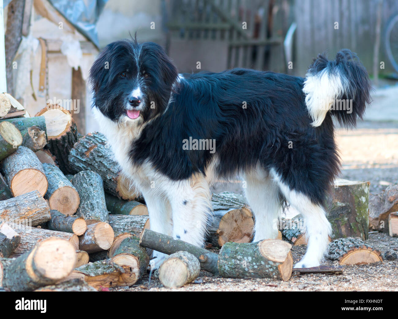 Porträt des rumänischen Schäferhund, Aufnahme in der farm Stockfoto