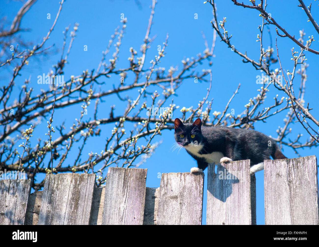 Nachbarn Beschweren Sich über Katze Katzenbalancieren -Fotos und -Bildmaterial in hoher Auflösung – Alamy
