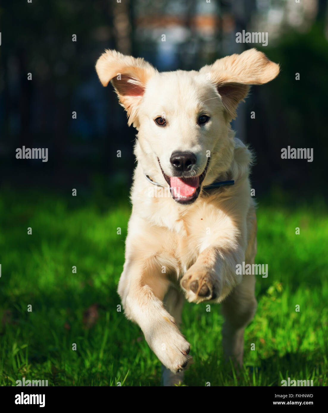 Golden Retriever Welpe läuft über die Wiese Stockfoto