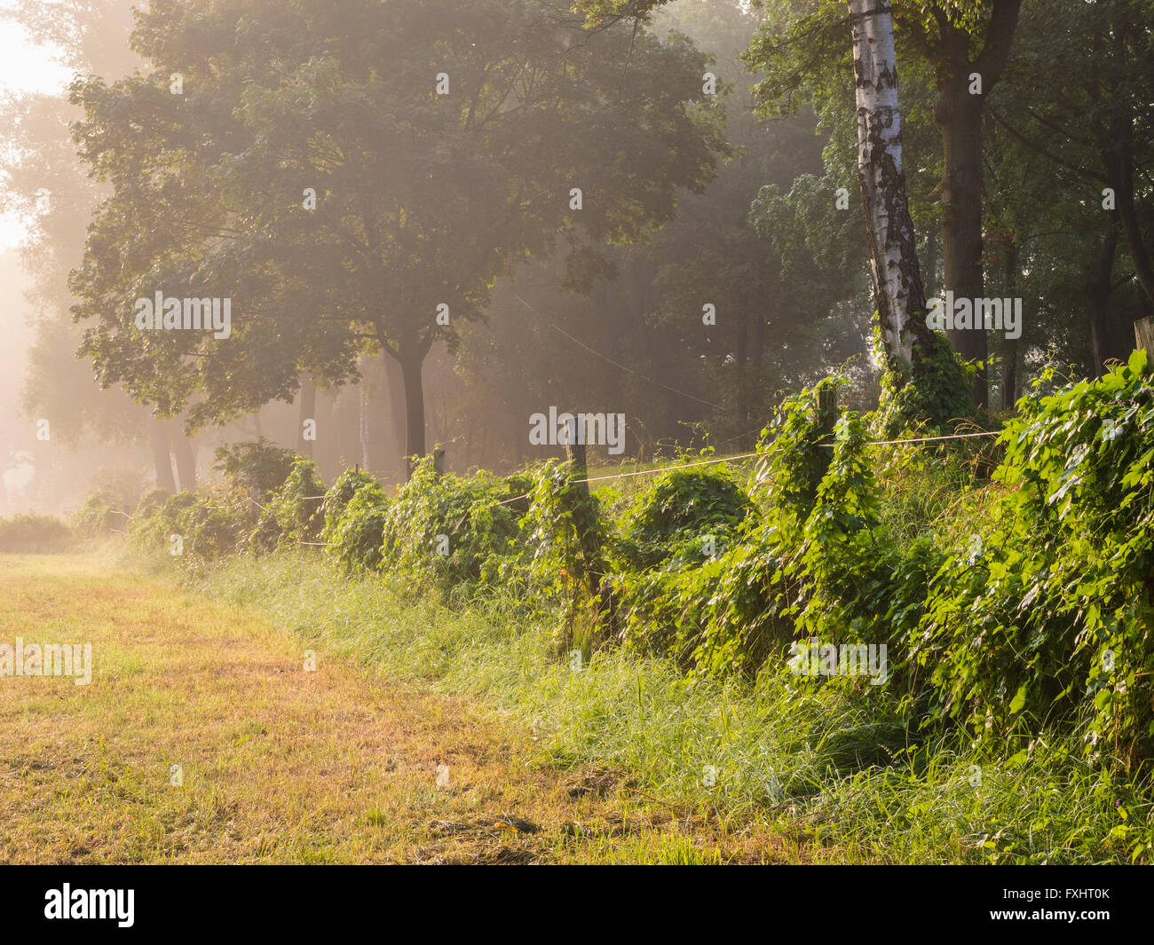 Wiese mit Zaun im Morgennebel Stockfoto