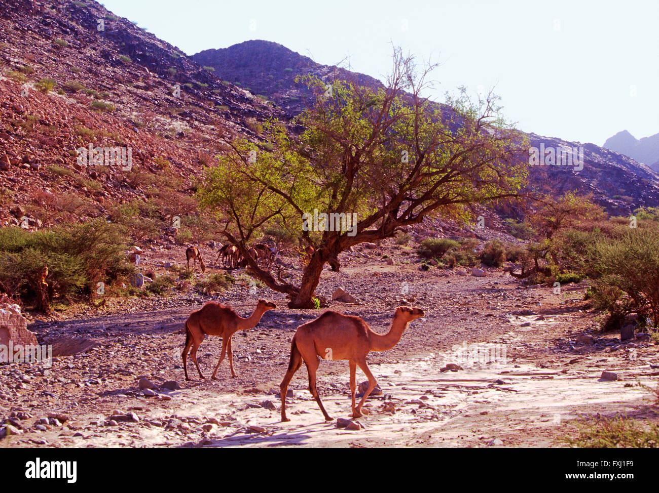 Dromedar Kamel Futter für Lebensmittel in den Hügeln in der Nähe von Bishah; Königreich Saudi Arabien Stockfoto