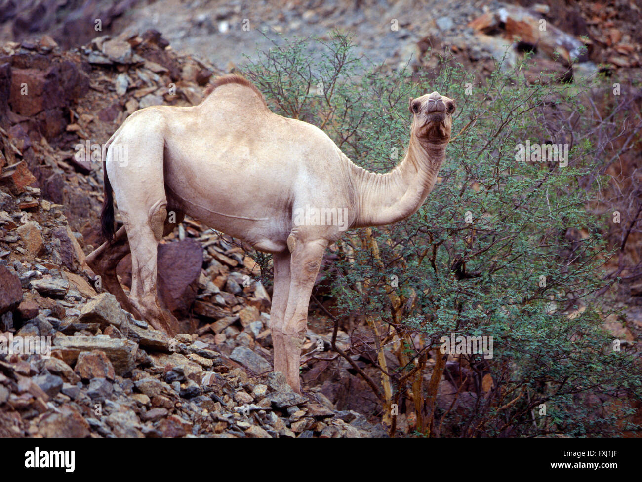 Dromedar Kamel Futter für Lebensmittel in den Hügeln zwischen Abha und Jizan; Königreich Saudi Arabien Stockfoto