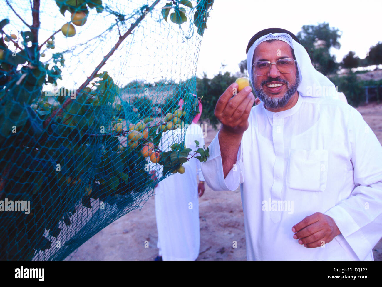 Saudi Mann in traditioneller Kleidung hält frisch gepflückt Obst vom Bauernhof Baum Stockfoto
