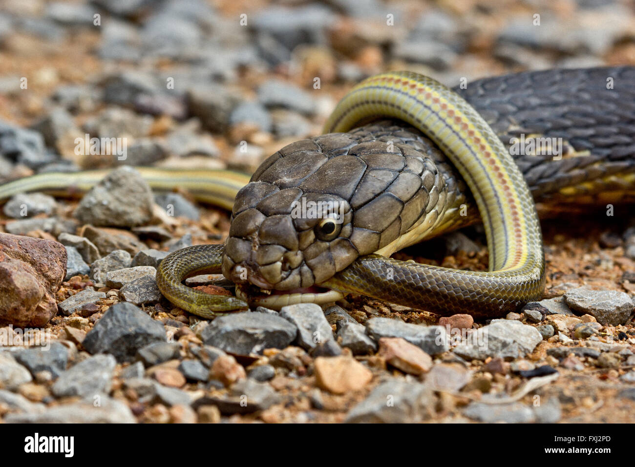 Die Größte Schlange Der Welt Frisst Zoowärter King cobra snake -Fotos und -Bildmaterial in hoher Auflösung – Alamy