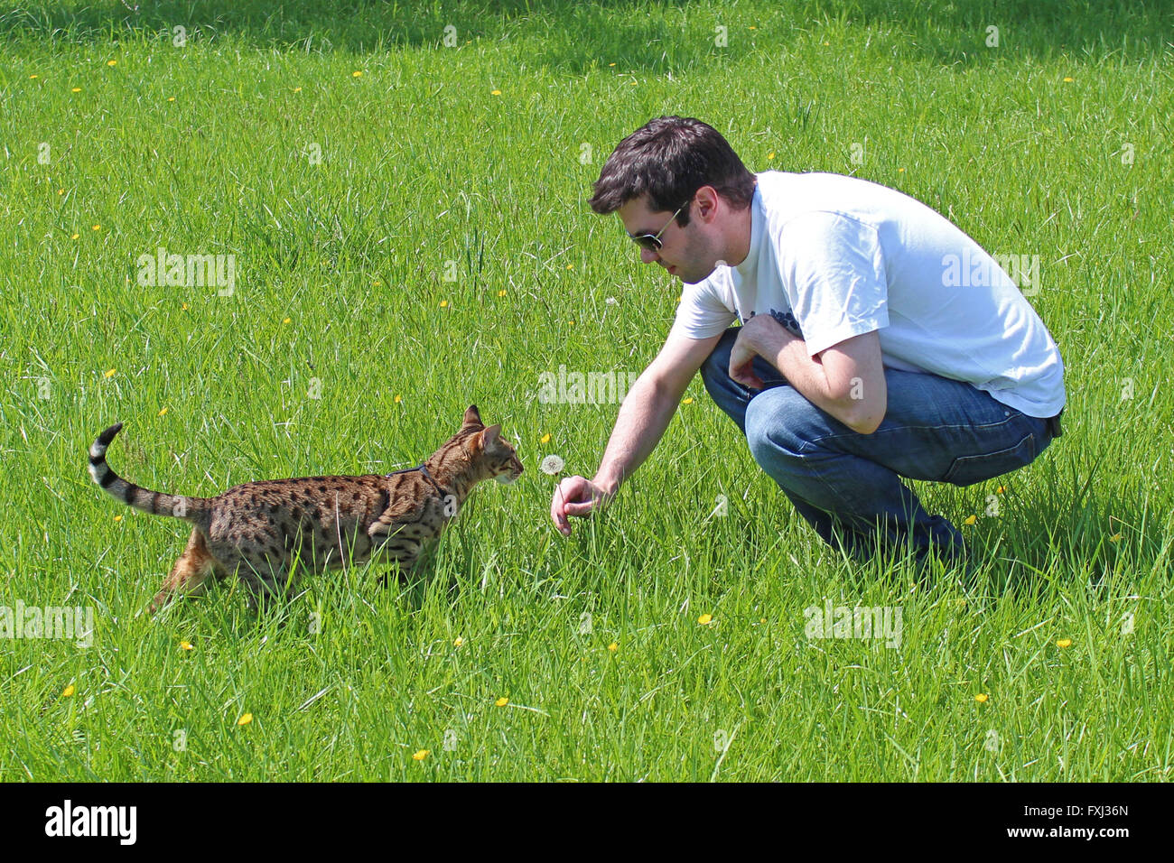 Ein Mann bietet einen Löwenzahn für seine Katze zu inspizieren. Stockfoto