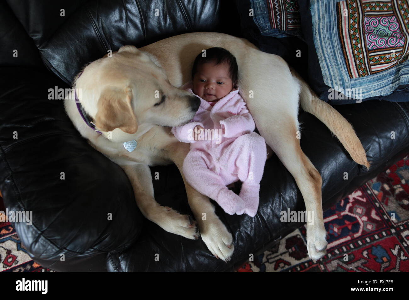 Labrador Welpen Hund mit Baby Stockfoto