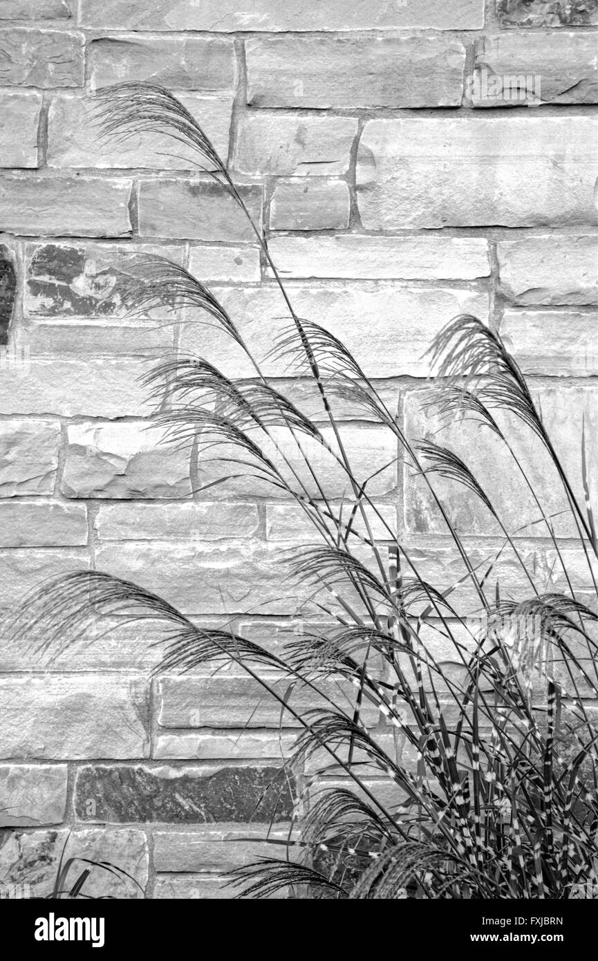 Zebra Grass neben einer Steinmauer Stockfoto