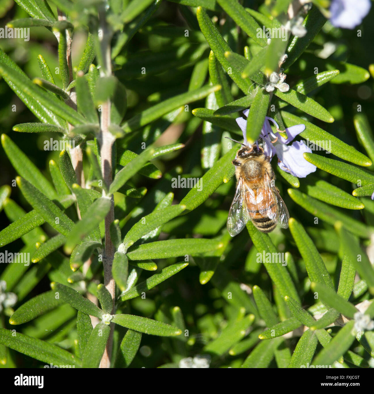 Eine Honigbiene sammelt Pollen aus den blauen Blüten im Herbst von