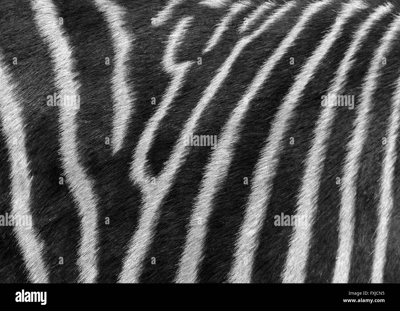 schwarz / weiß Foto von der Zebrastreifen Stockfoto