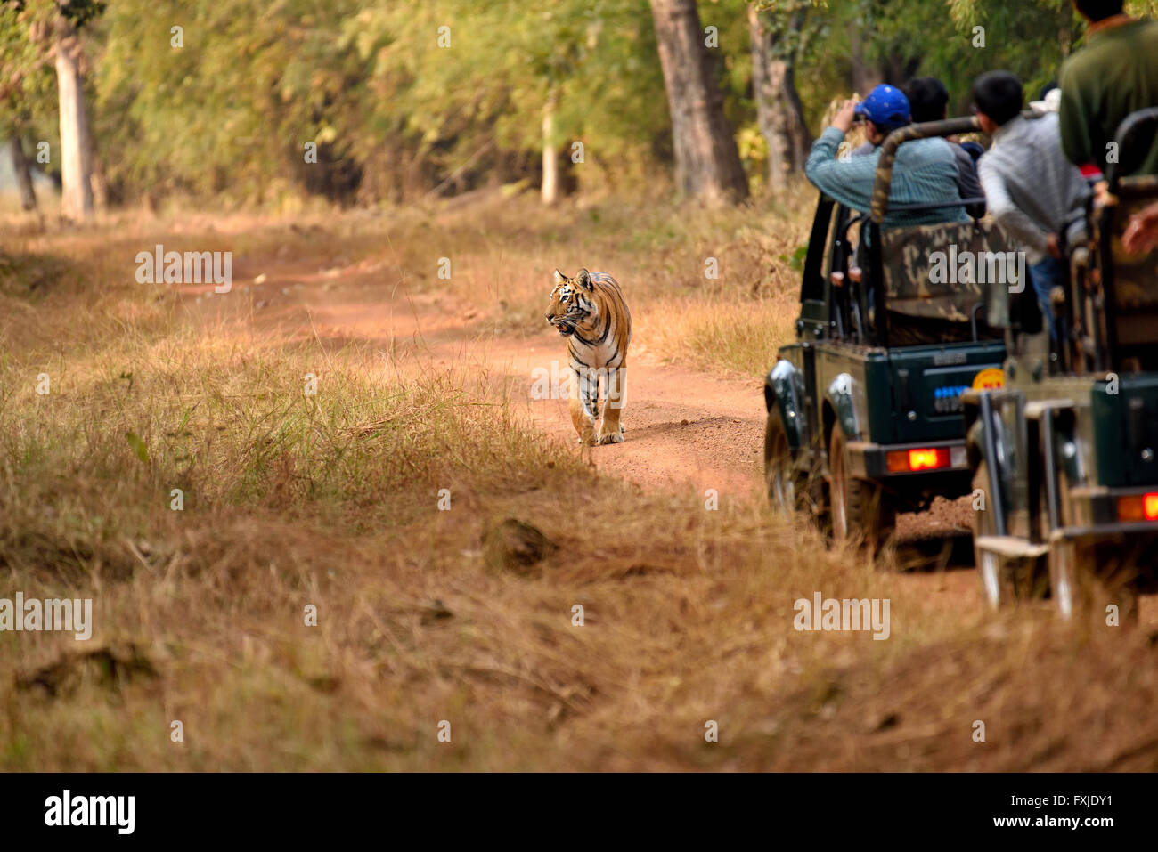 Royal Bengal Tiger, Maharashtra, Indien Stockfoto