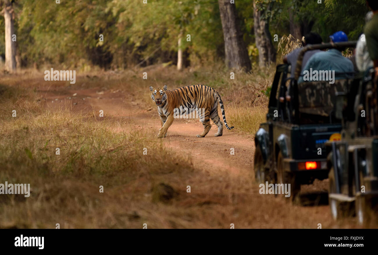 Royal Bengal Tiger, Maharashtra, Indien Stockfoto
