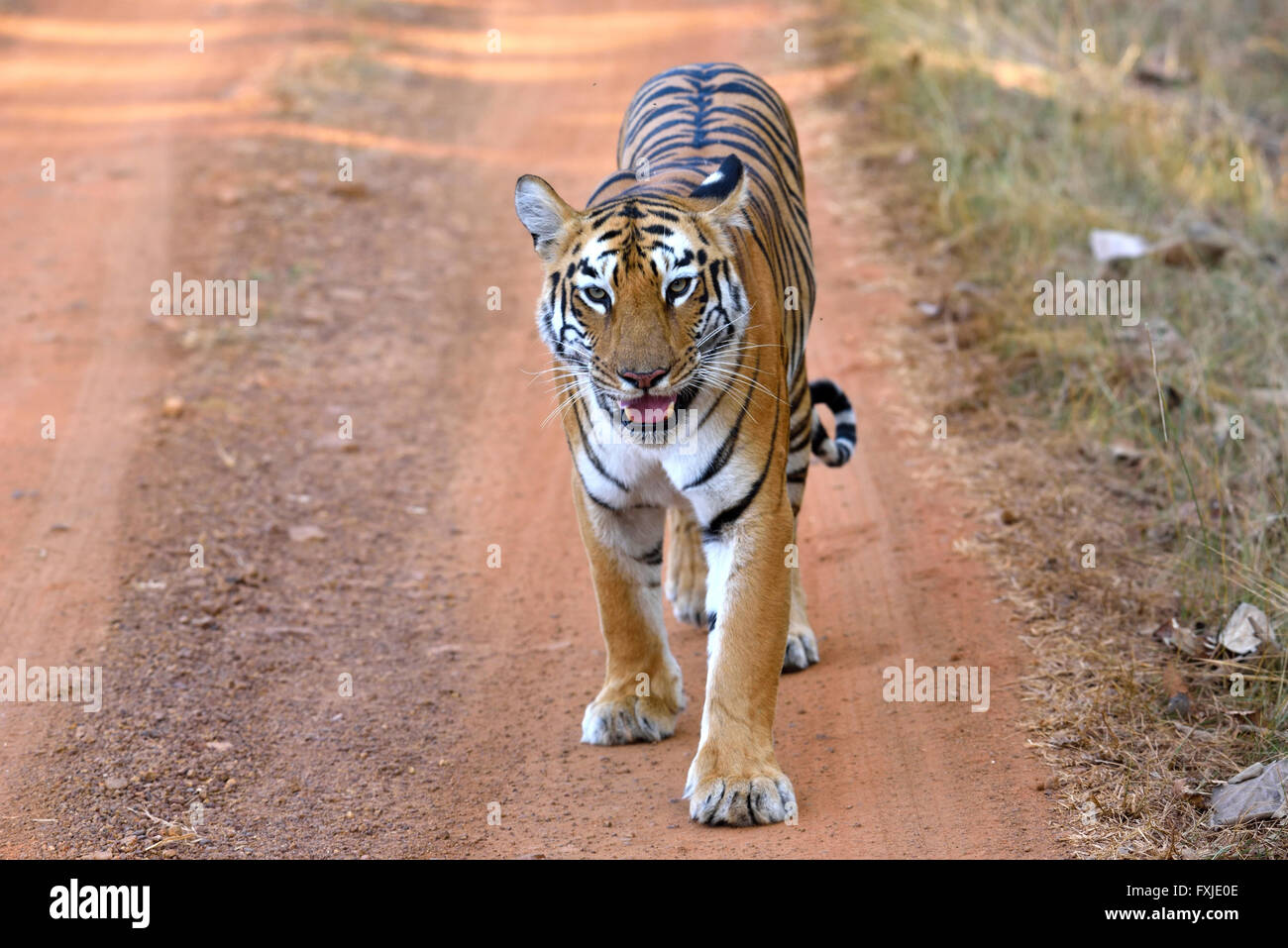 Royal Bengal Tiger auf der Straße, Maharashtra, Indien Stockfoto