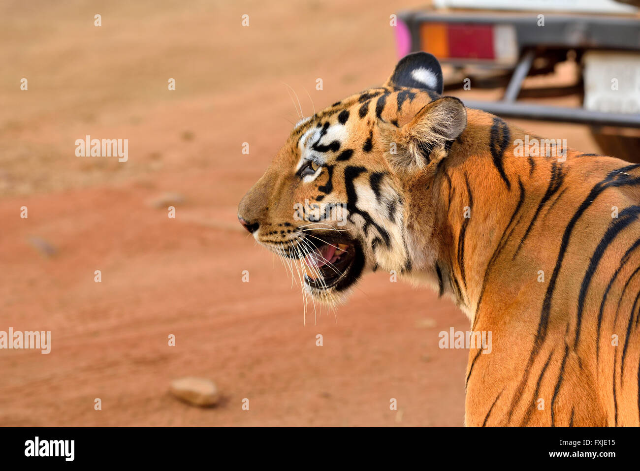 Royal Bengal Tiger Profil, Maharashtra, Indien Stockfoto