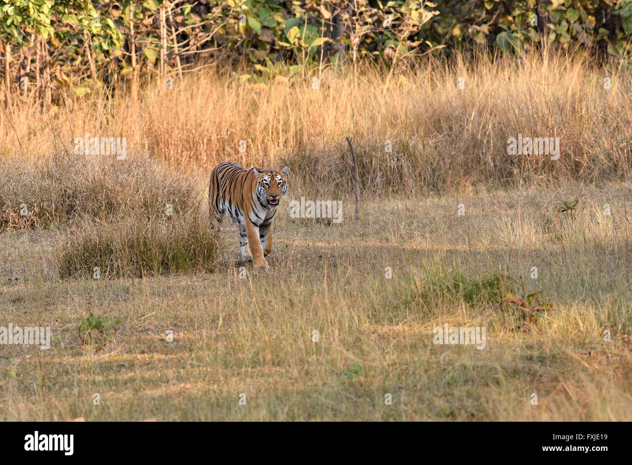 Tiger zu Fuß in Richtung Kamera, Maharashtra, Indien Stockfoto