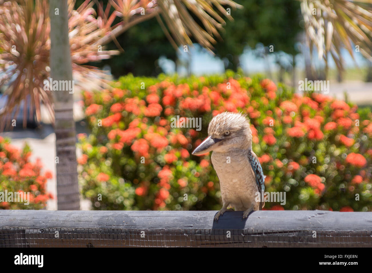 Blue Winged Kookaburra, Dacelo leachii, auf der tropischen Magnetic Island, Australien Stockfoto