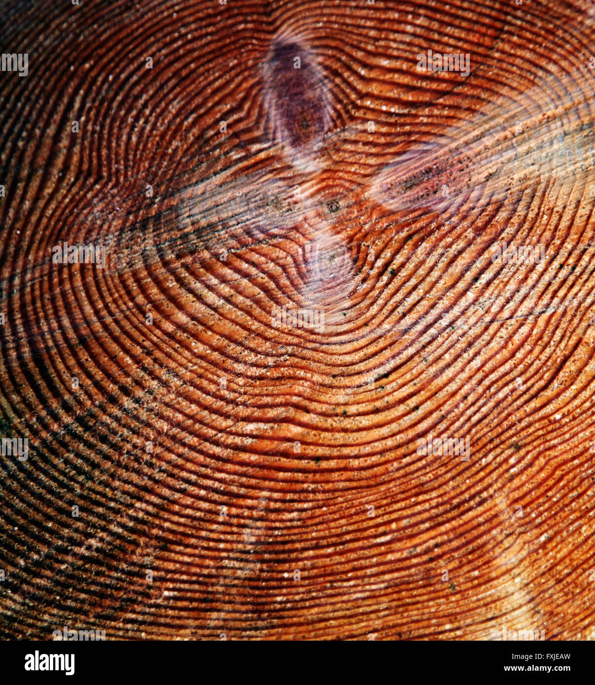 Es ist ein Foto des Kreises Holz Rippen aus einem Stamm, die nur cutt Stockfoto