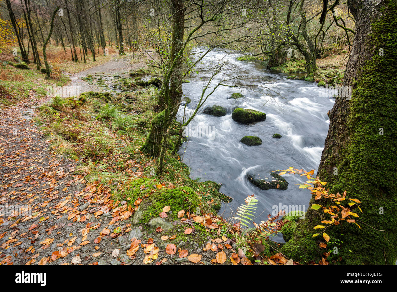 Wald-Spaziergang und Fluß Rothay, Grasmere im Lake District, Cumbria, England UK Stockfoto