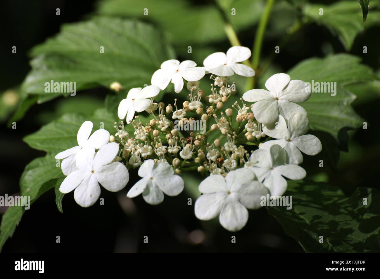 Blüten einer Guelder Rose (Viburnum Opulus). Stockfoto