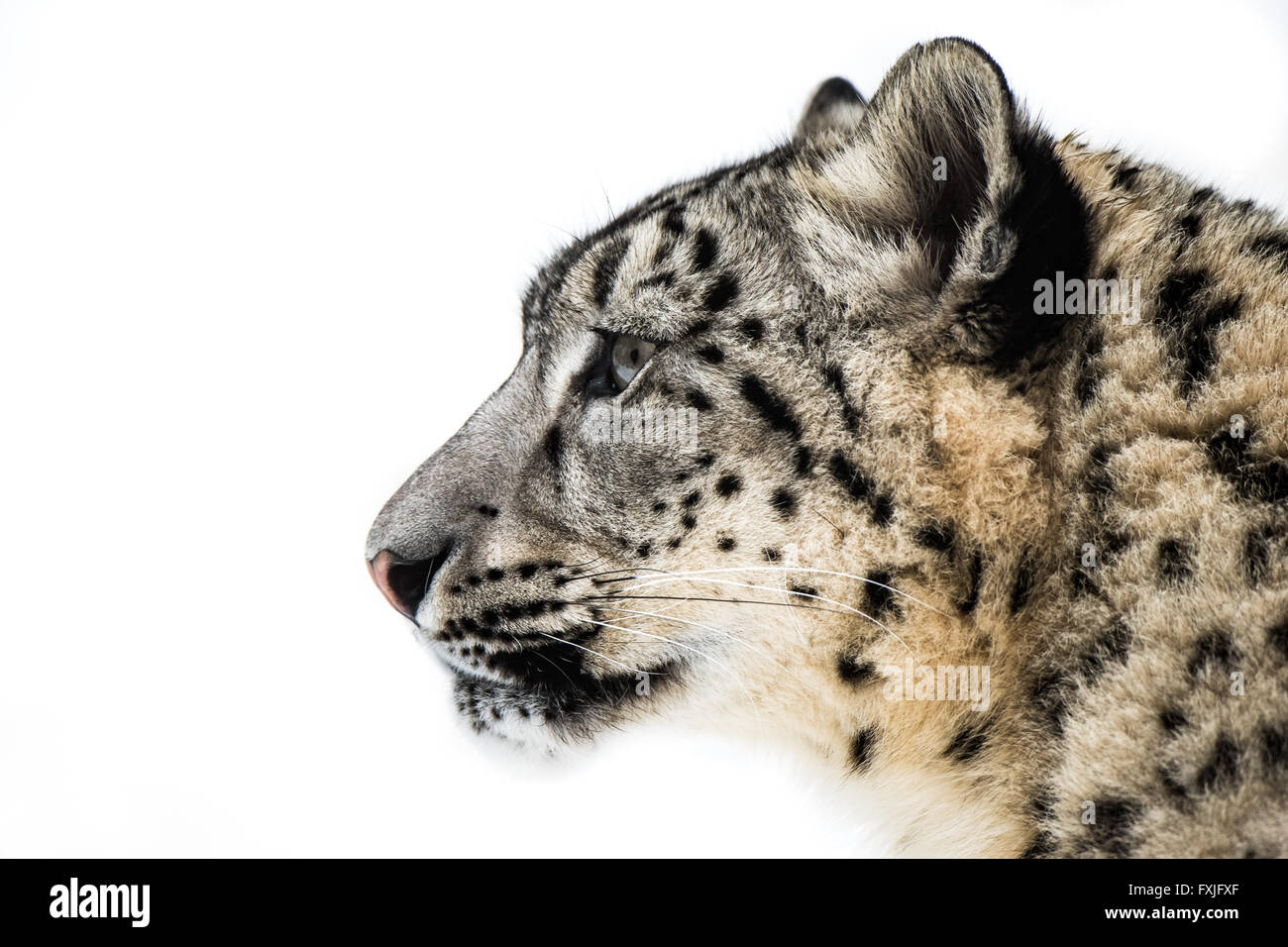 Profilbildnis des Schnee-Leoparden im Schnee Stockfoto