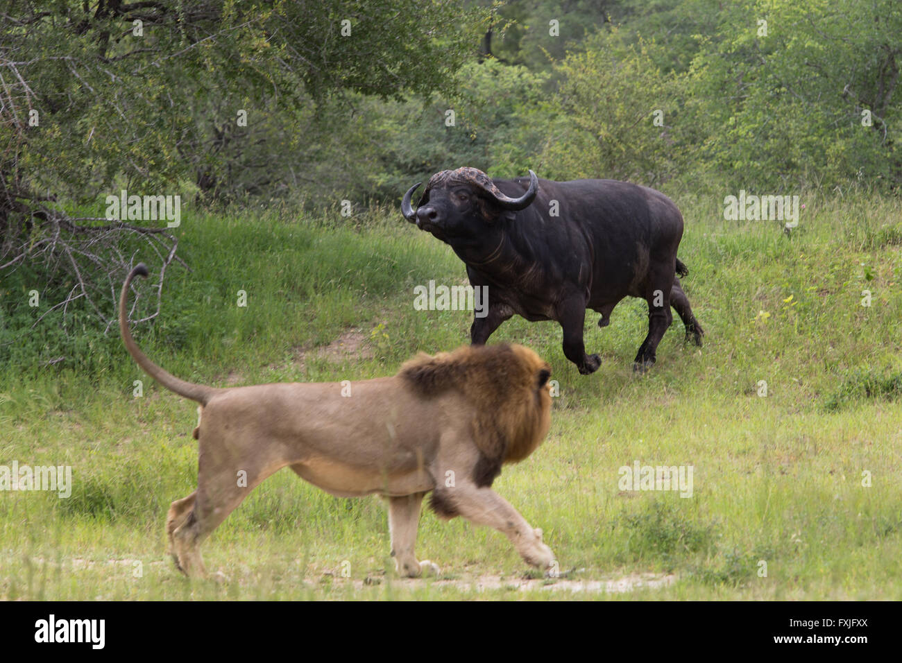 Ein Büffel (Syncerus Caffer) Stier stößt einen großen männlichen Löwen (Panthera Leo) Stockfoto