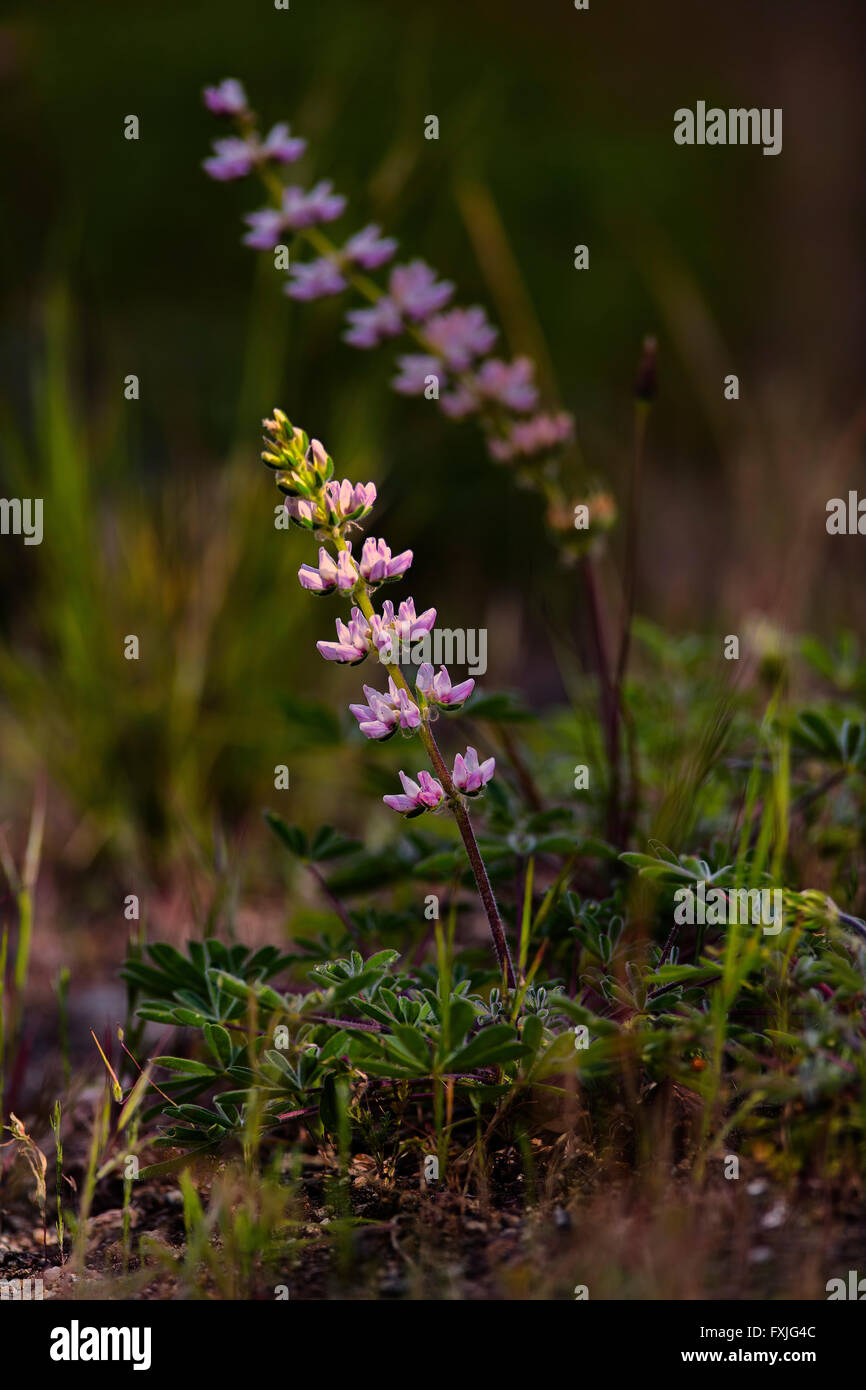 Rosa Lupine Stockfoto