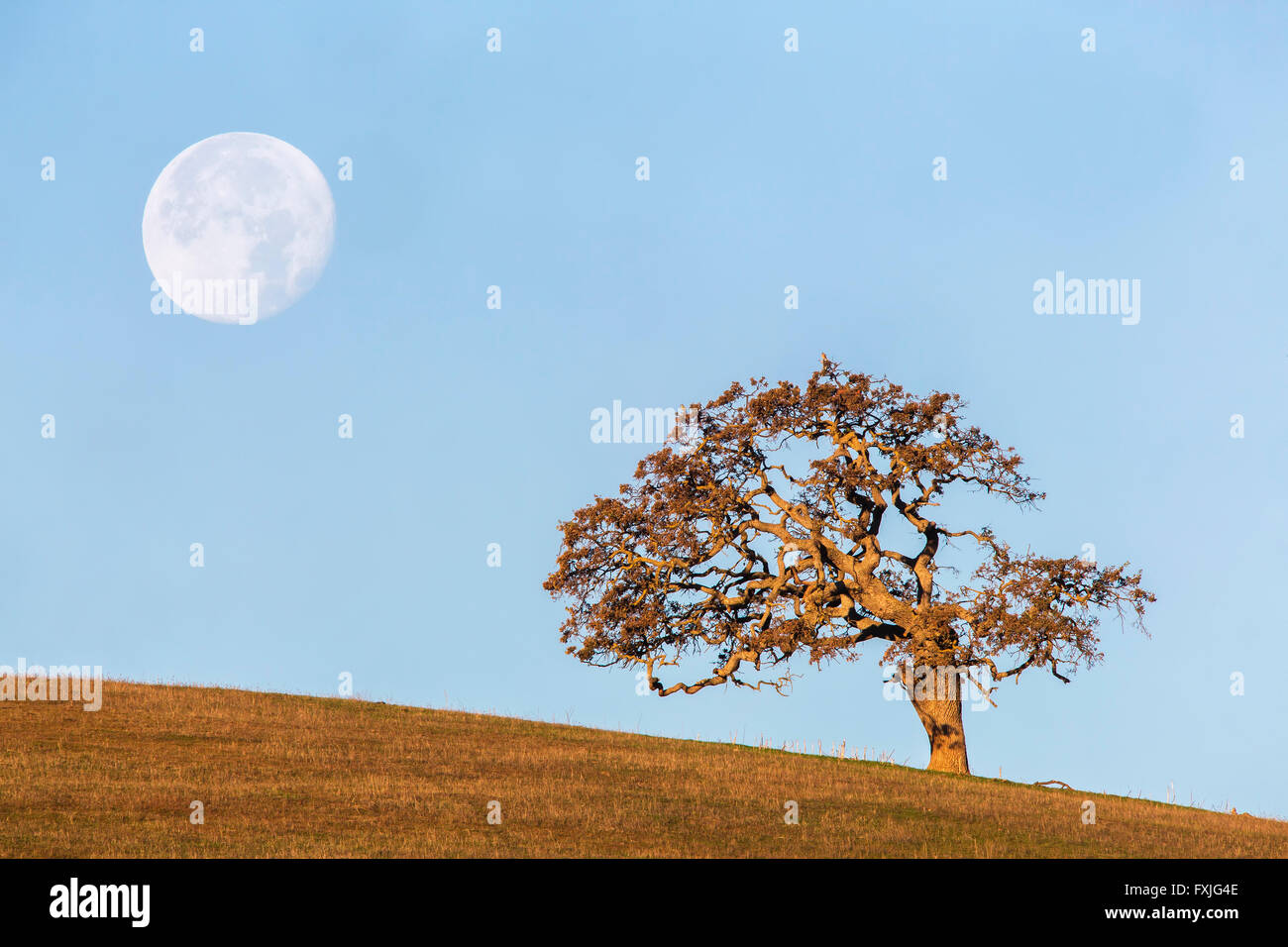 Vollmond Aufstieg und Eiche Stockfoto