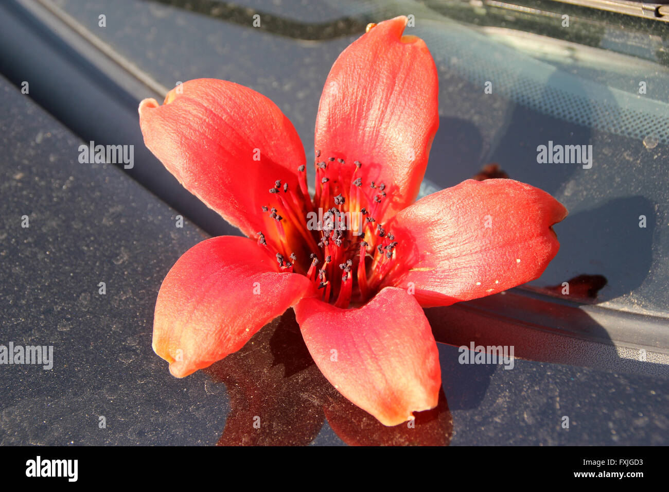 Bombax Ceiba, rote Seide – Cotton Tree, Laubbaum mit großen roten Blüten erscheinen vor den Blättern, haben fünf Blütenblätter Stockfoto