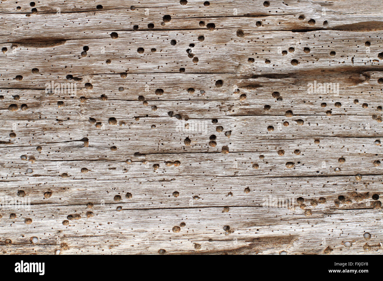 Treibholz Plank Hintergrund mit marinen Wurm oder Borer einige Löcher gefüllt mit Strandsand und Muschelgrit Stockfoto