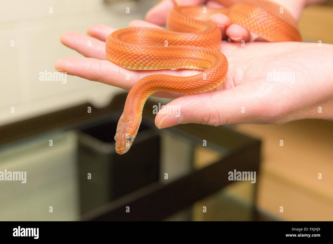 Kornnatter in Händen gehalten Stockfoto