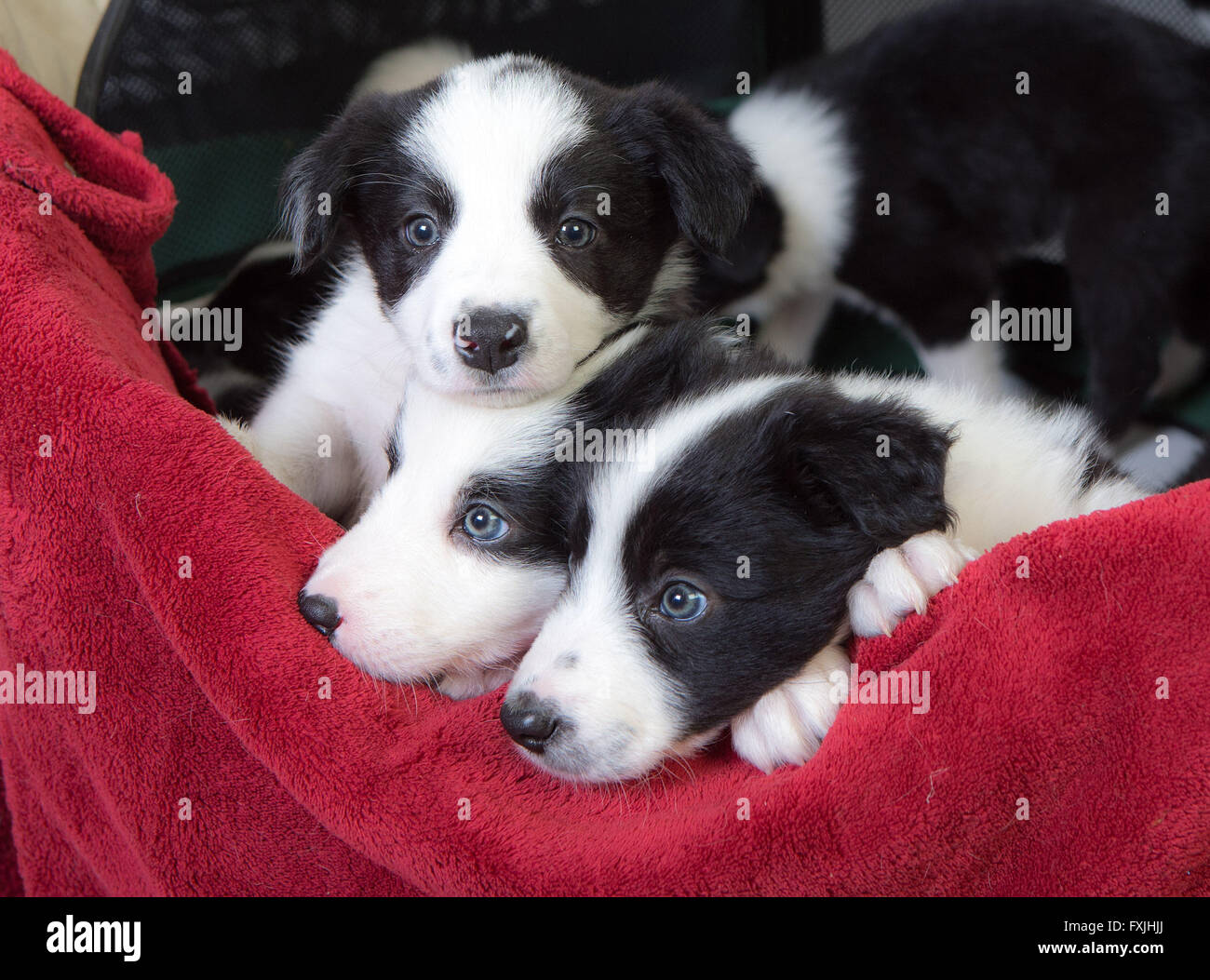 Border-Collie-Welpen Stockfoto