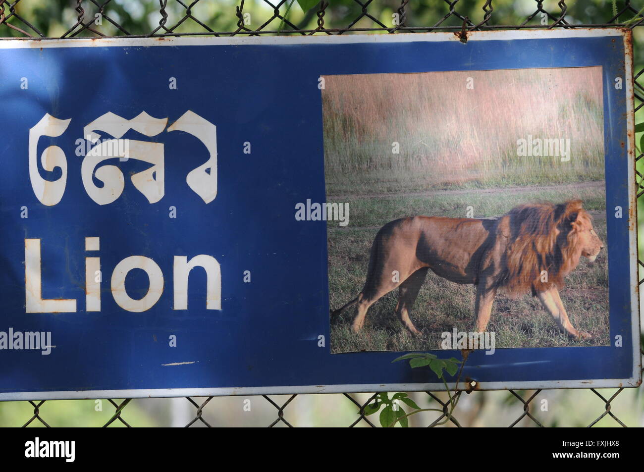 Zweisprachige Löwen unterzeichnen, Phnom Tamao Zoologischer Garten & Wildlife Rescue Center, Takeo Province, Kambodscha. Kredit: Kraig Lieb Stockfoto