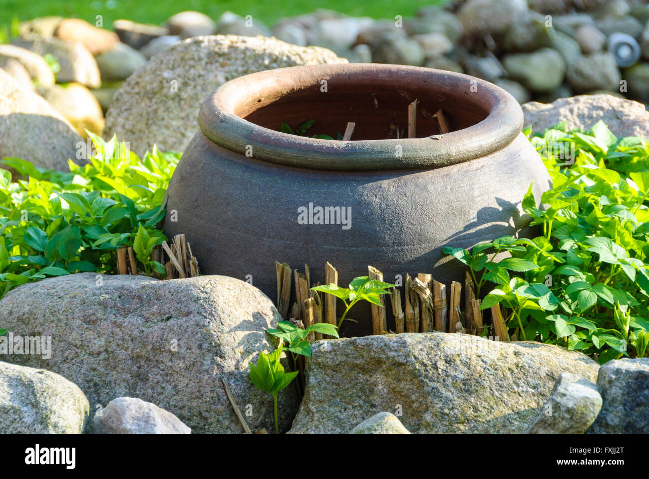 Tontopf im Blumenbeet mit Boden Holunder, Aegopodium podagraria Stockfoto