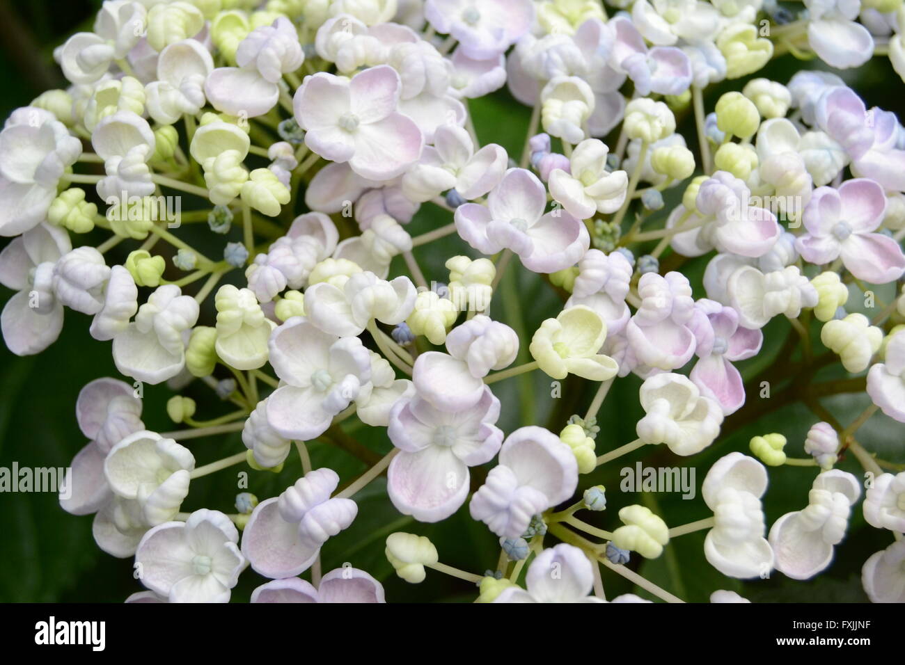 eine schöne Pastell Blume mit weichen weißen und violetten Blüten in voller Blüte Stockfoto