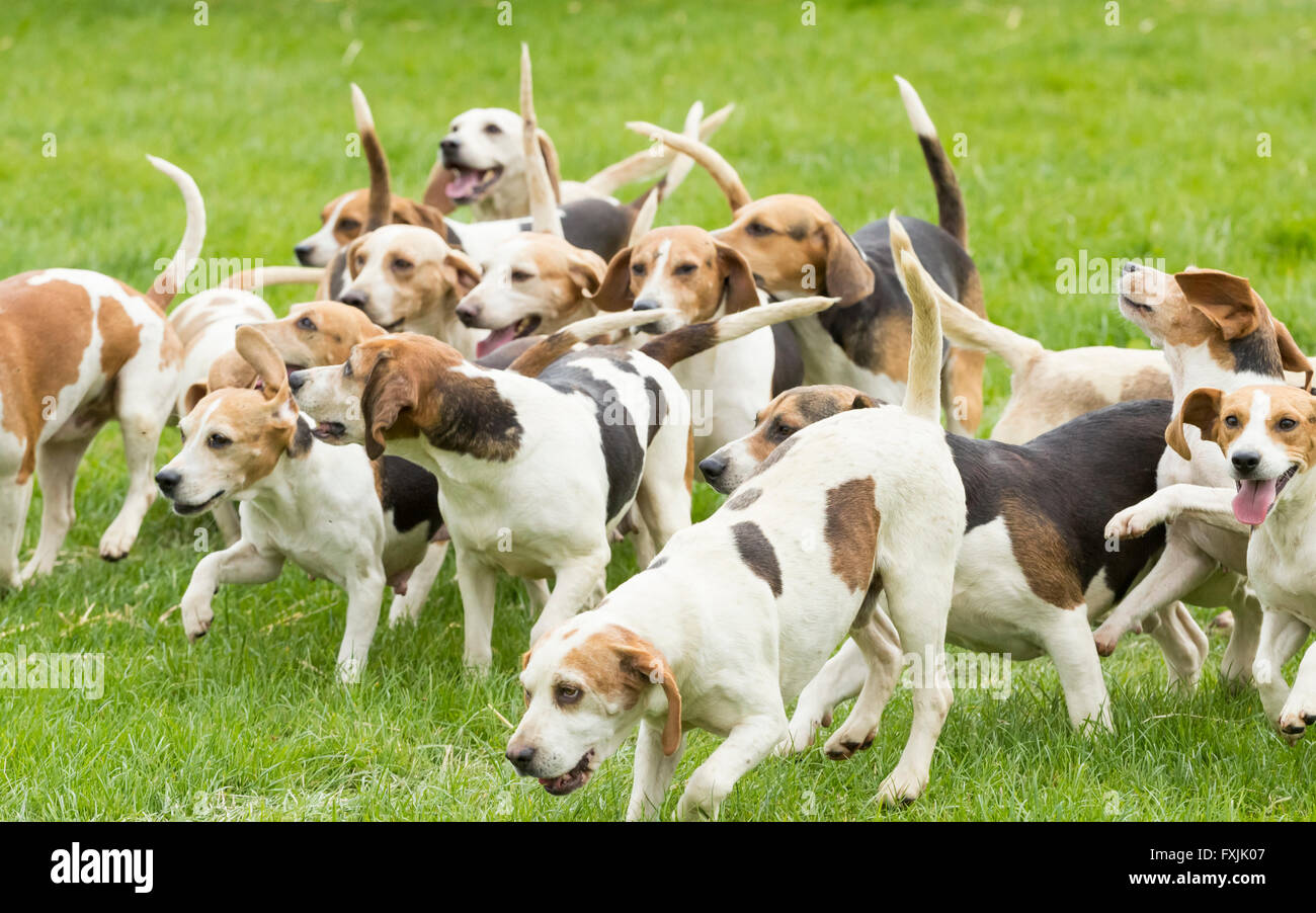 Beagle Hunde Jagd Demo auf Land in England. UK Stockfoto