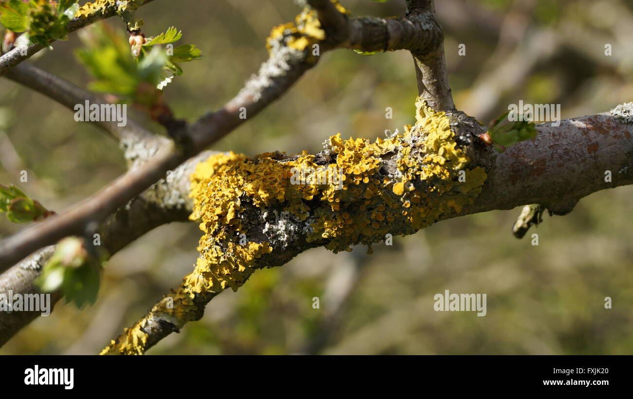 Flechten auf einem Baum in der Sonne Stockfoto