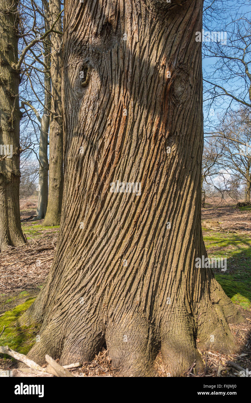 Spiralmuster Baum Rinde Bildung Stockfoto