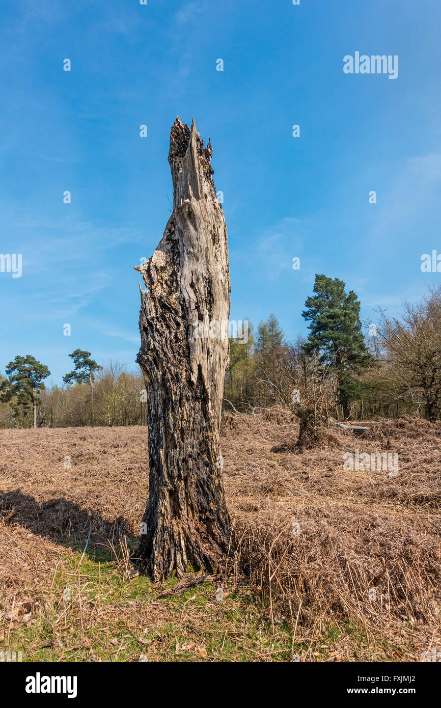 Toter Baum Stump Stamm Heide englische Heide Stockfoto