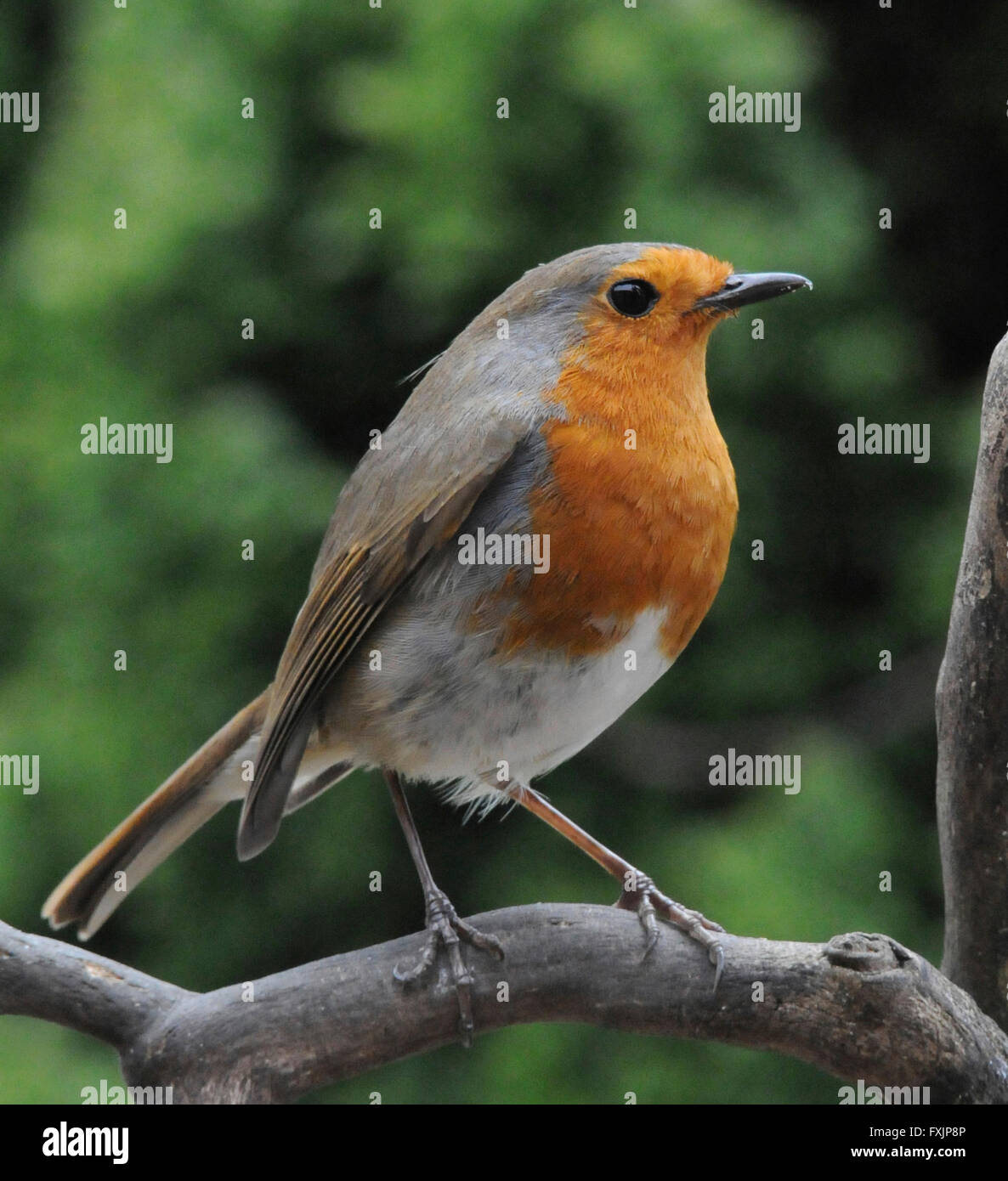 Robin (Erithacus Rubecula) geneigt das Rotkehlchen einen gemeinsamen Garten Vogel, Aggression zu anderen Robins zeigen. Männchen und Weibchen haben die roten bre Stockfoto