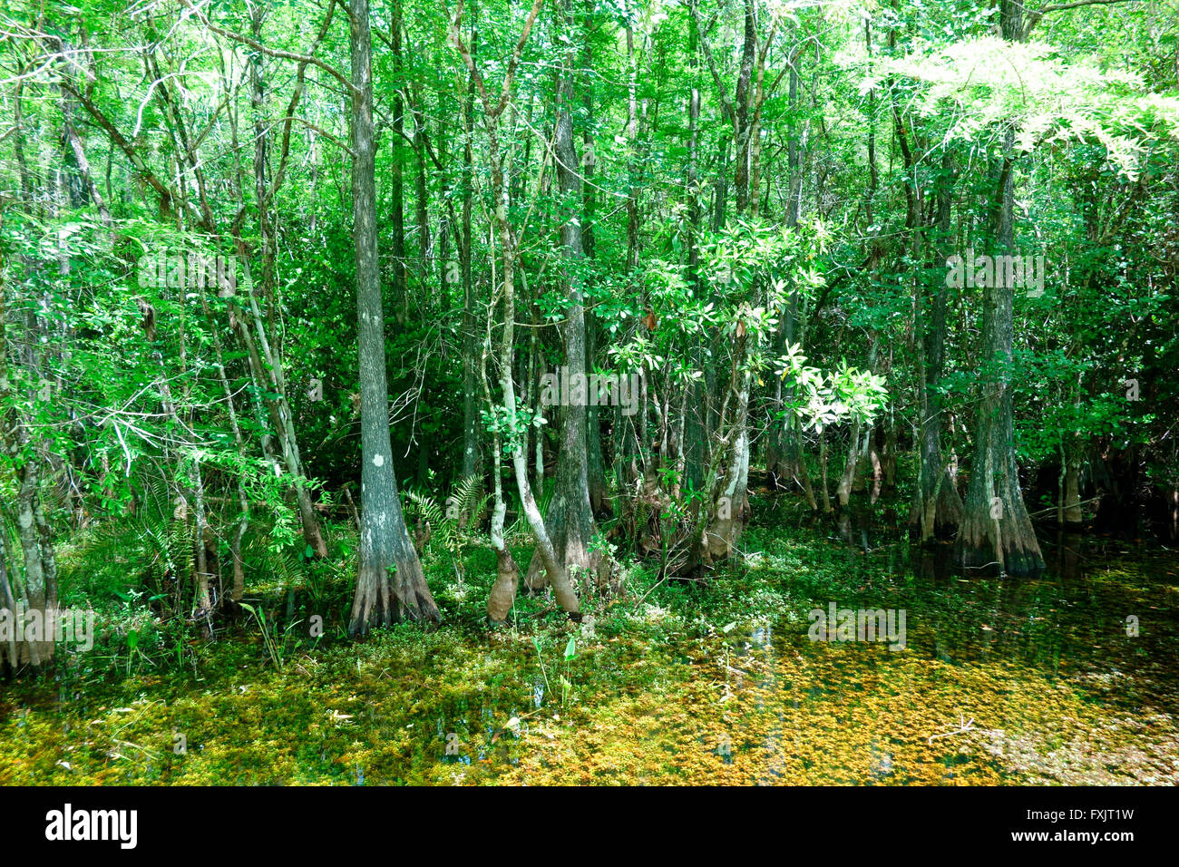 Fakahatchee Strand State Preserve ist Florida State Park westlich von Copeland, Florida Stockfoto