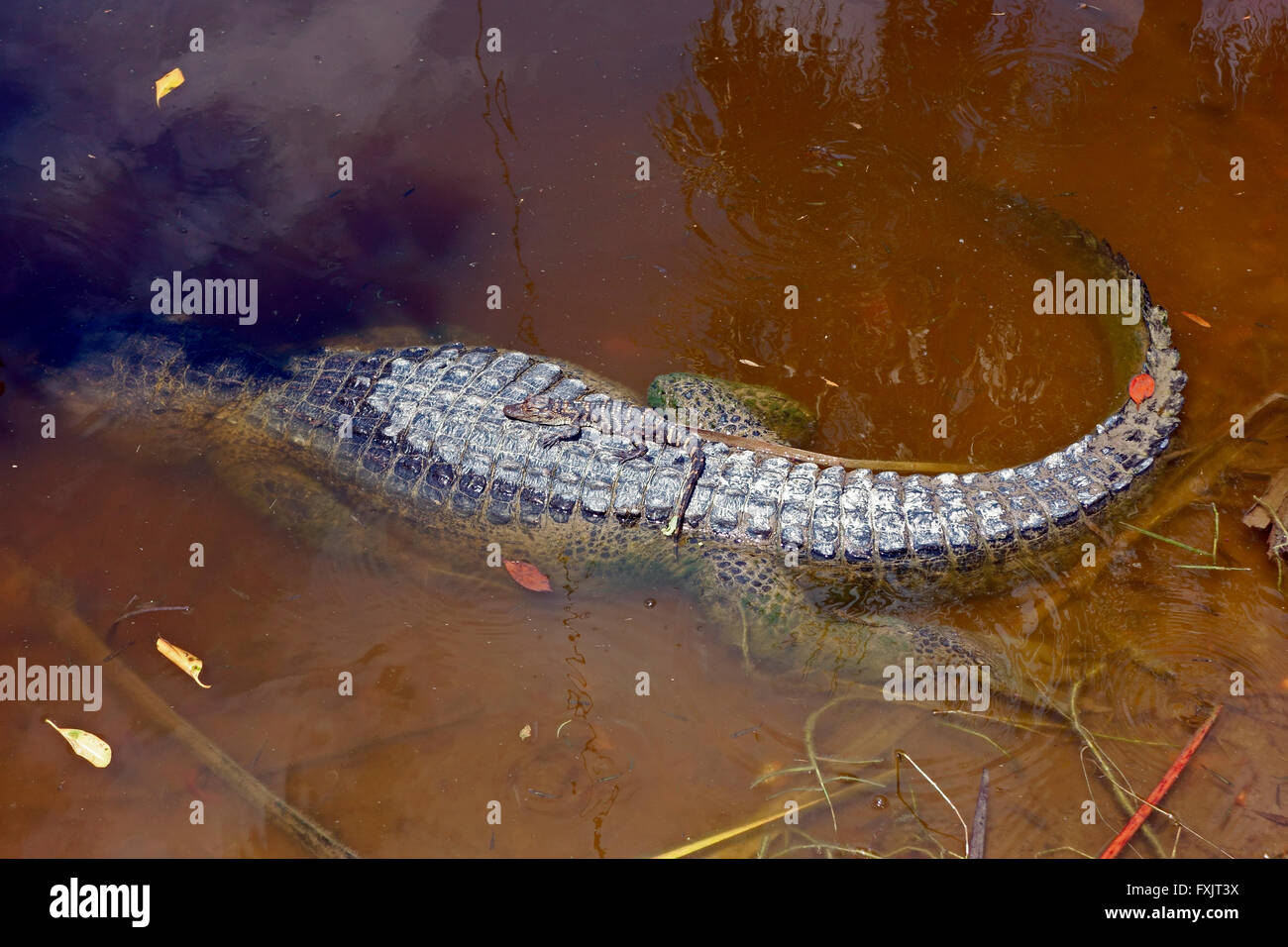 ein Baby Alligator ruht auf der Rückseite des einen Erwachsenen Mutter alligator Stockfoto