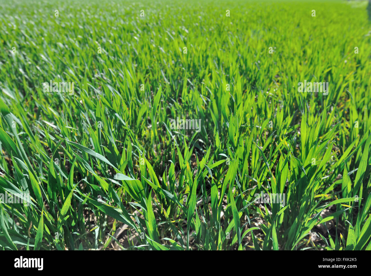 grünen Bereich von Weizen Sämlingen Stockfoto