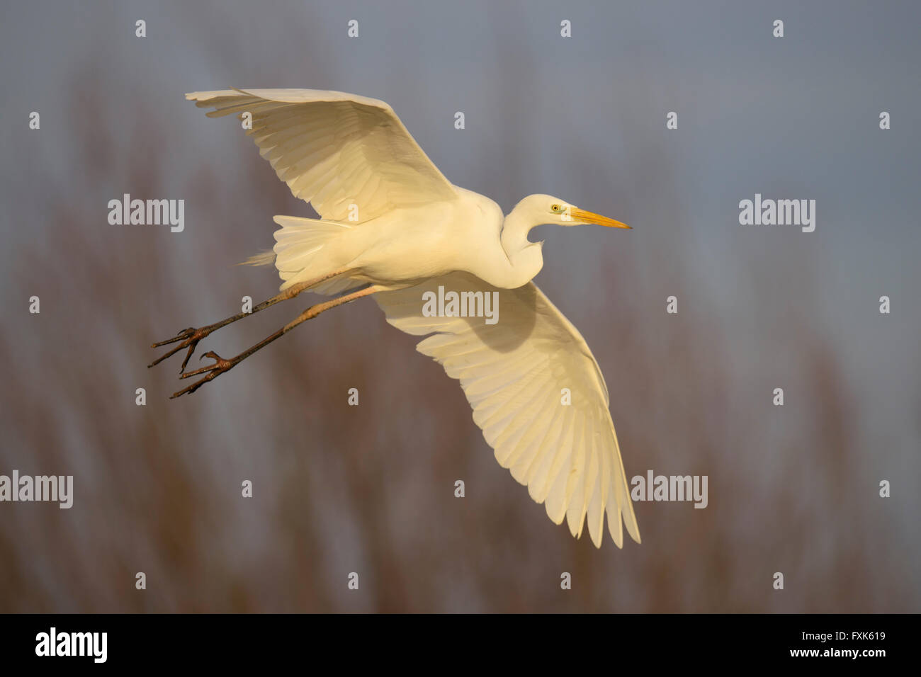 Silberreiher (Casmerodius Albus) fliegt der Altvogel, Nationalpark Kiskunság, Ungarn Stockfoto