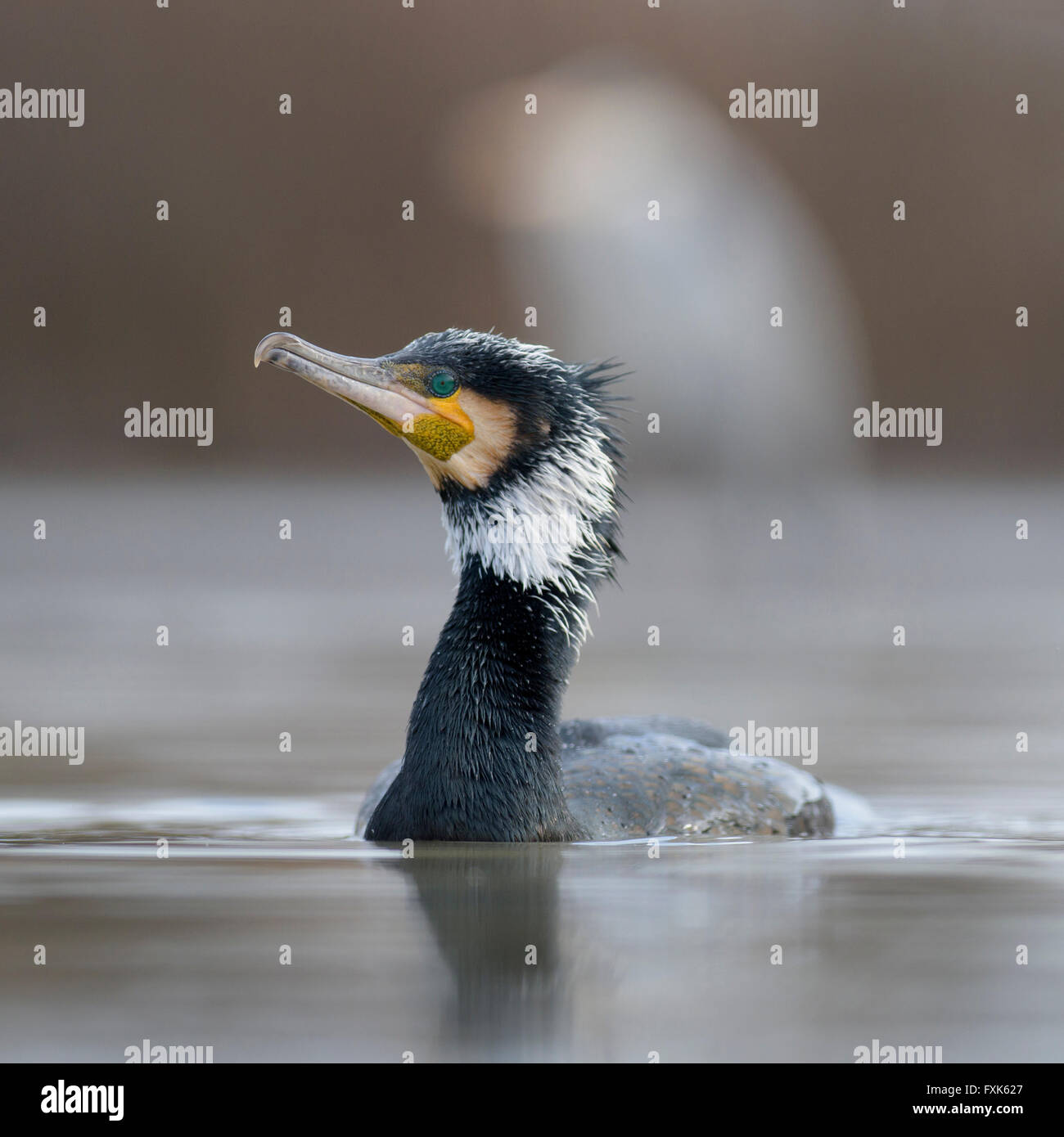 Kormoran (Phalacrocorax Carbo), Erwachsene in der Zucht Gefieder schwimmen, Nationalpark Kiskunság, Ungarn Stockfoto