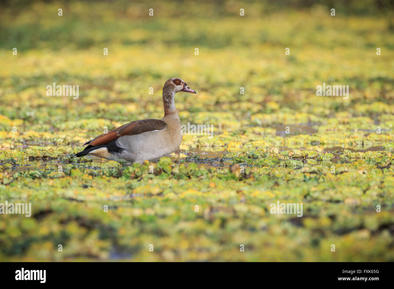 Nilgans (Alopochen Aegyptiacus) in Wasserpflanzen an einer Wasserstelle, South Luangwa Nationalpark, Sambia Stockfoto