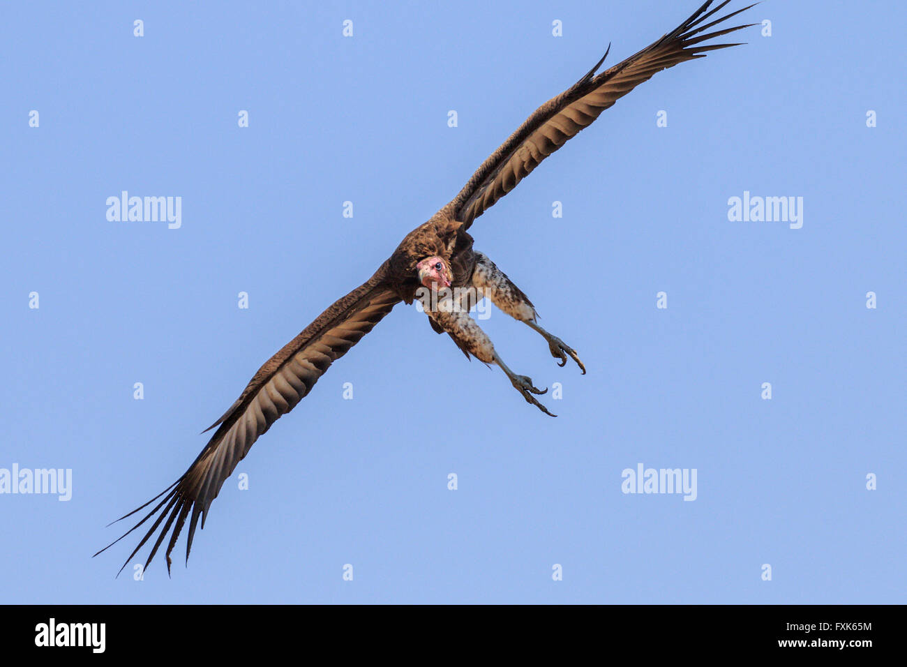 Ohrengeier-faced Vulture (Torgos Tracheliotus) im Flug, South Luangwa Nationalpark, Sambia Stockfoto